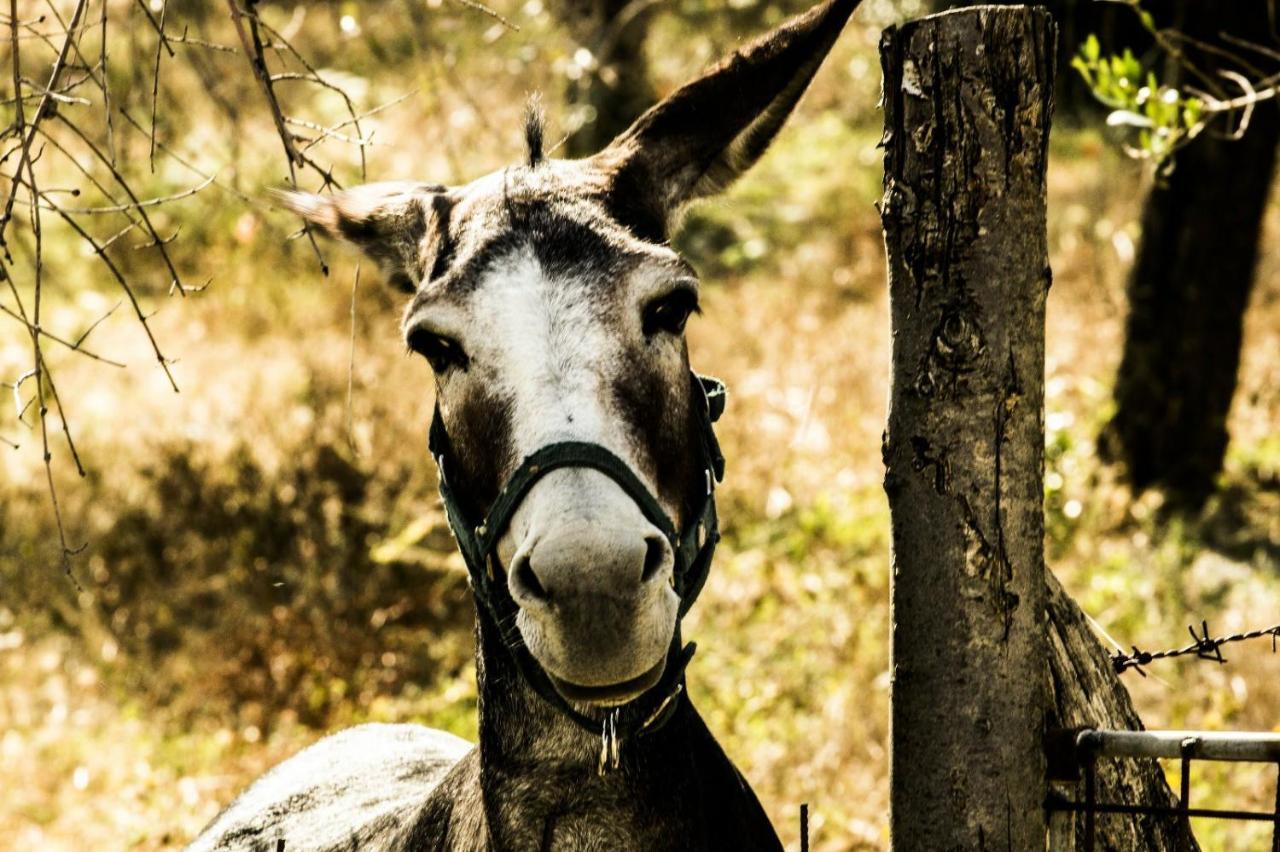 Montanari Agrivillage Narni Dış mekan fotoğraf
