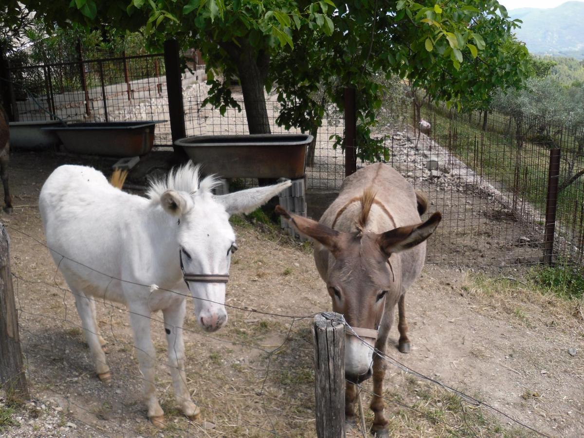Montanari Agrivillage Narni Dış mekan fotoğraf